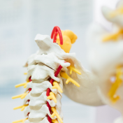 1. Maple Lake Chiropractic